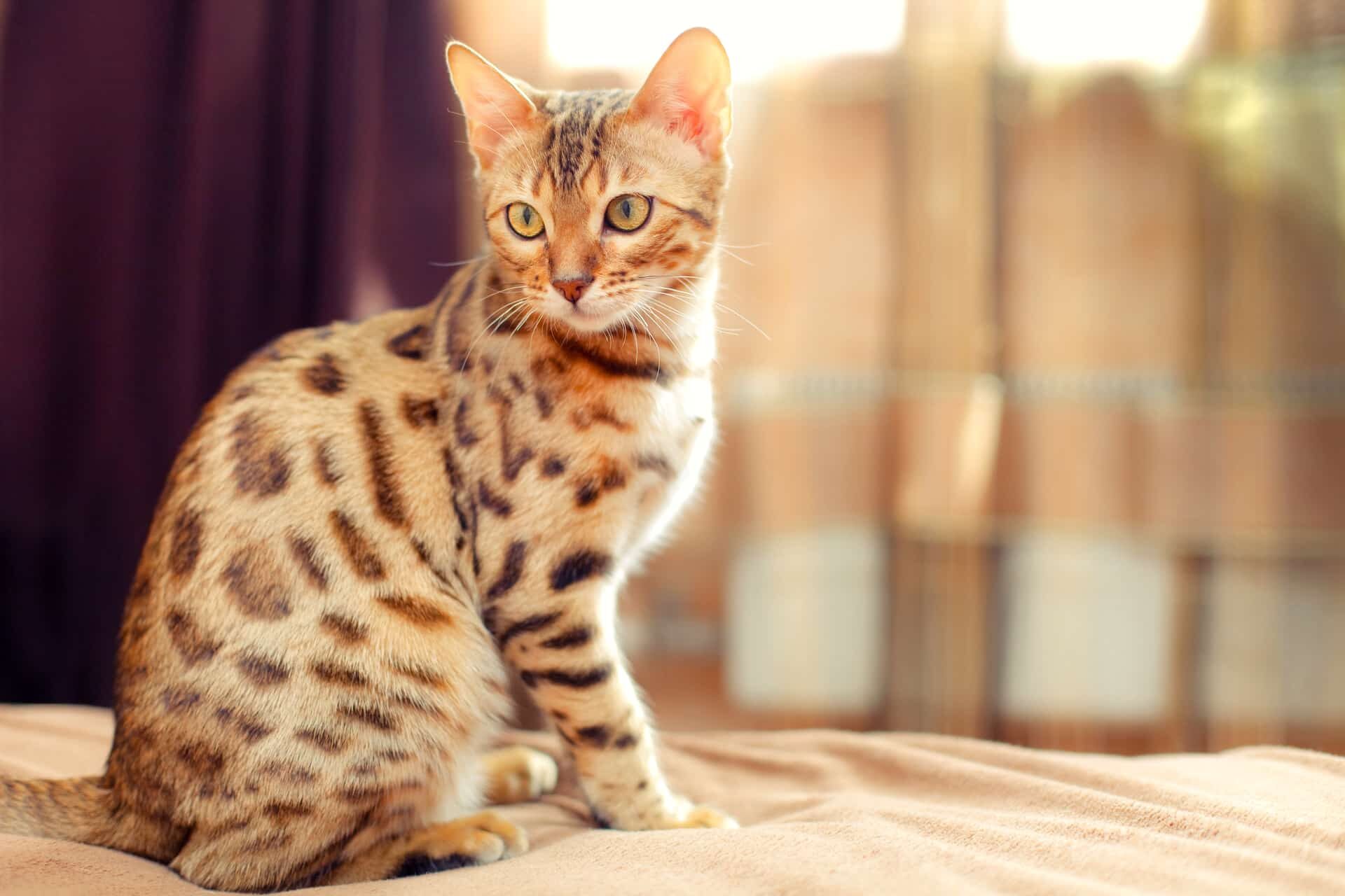 Бенгальский кот характеристика и особенности породы фото