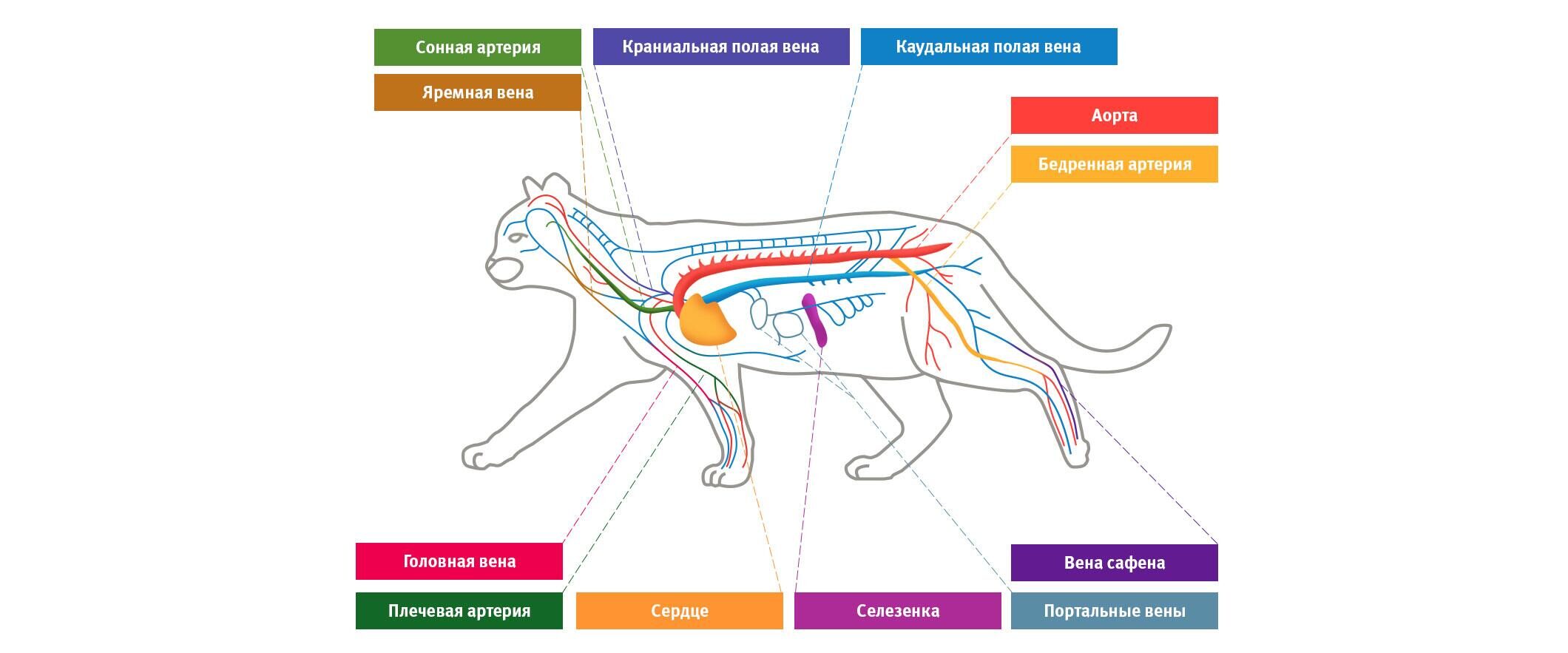 Строение кровеносной системы кошки