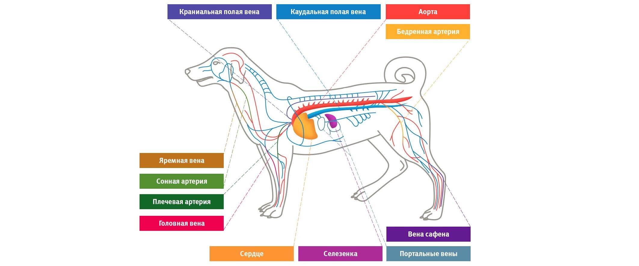Кровеносная система собаки схема