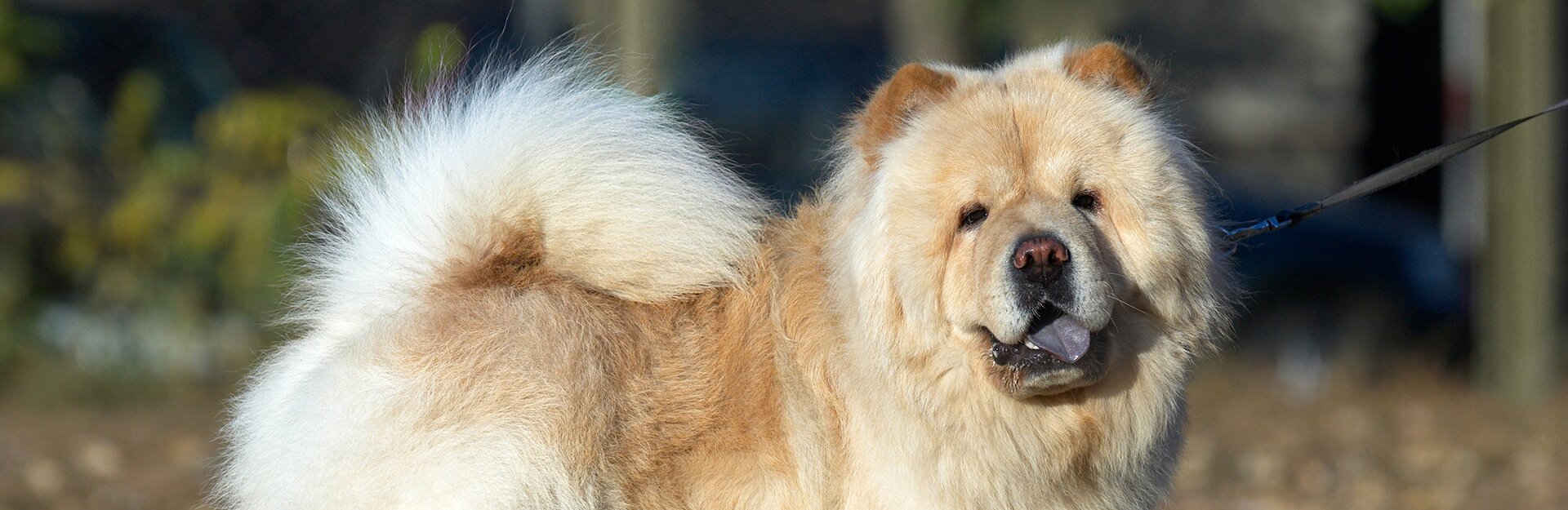 Шарпей: характеристика, описание, фото, плюсы, минусы собак породы 🐕