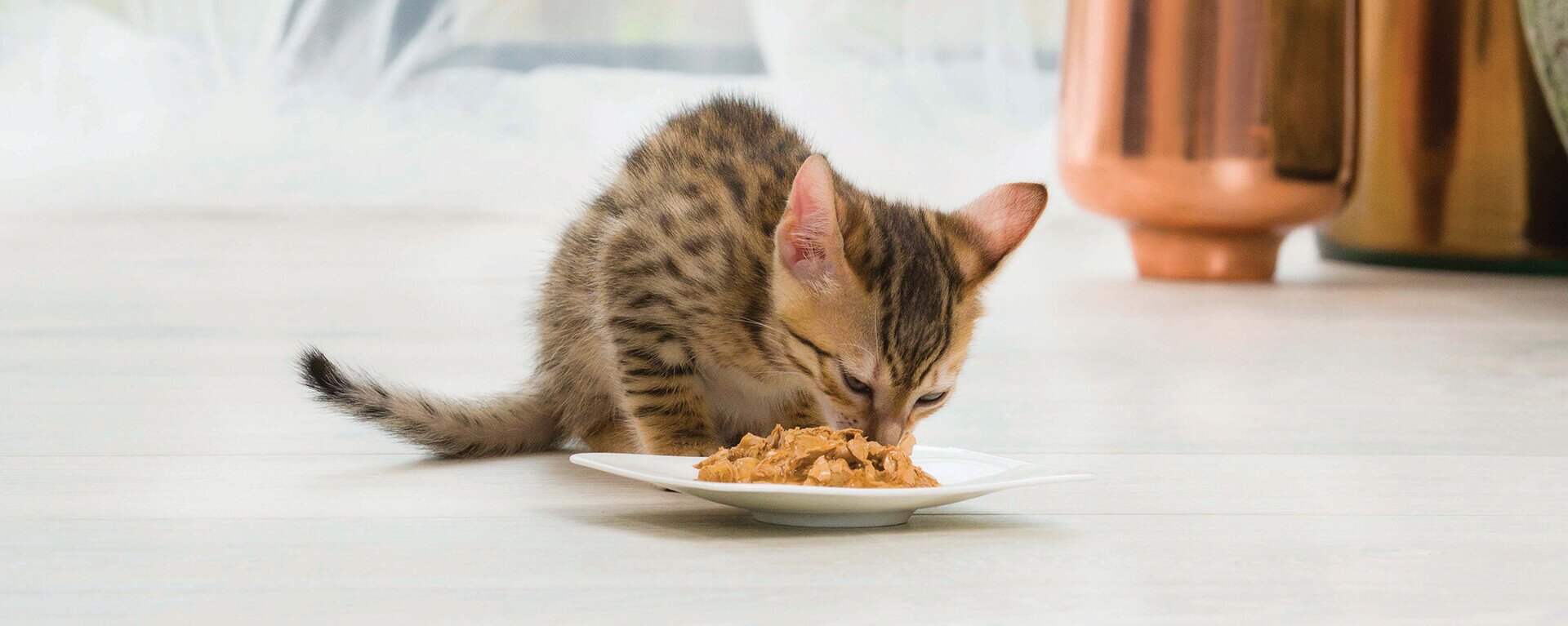 Что нужно для котенка в доме 🐈, список покупок в квартиру