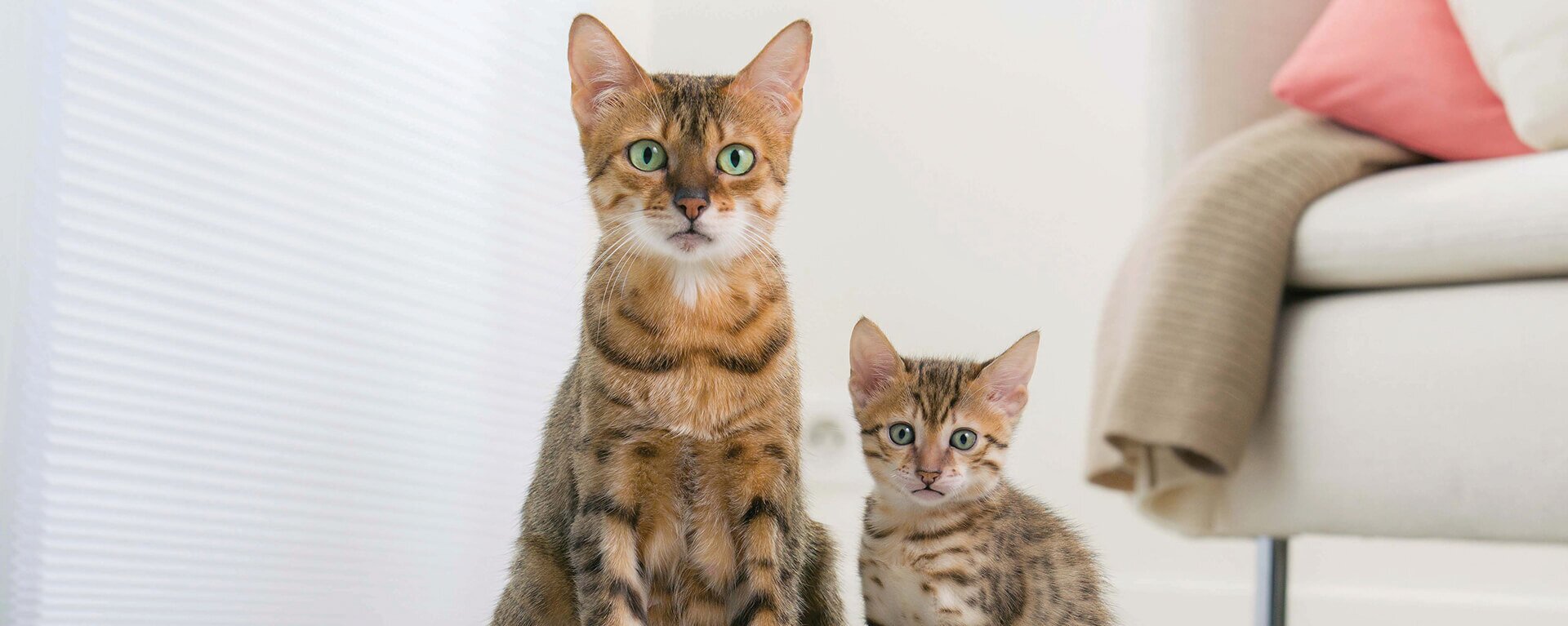 Что нужно для котенка в доме 🐈, список покупок в квартиру