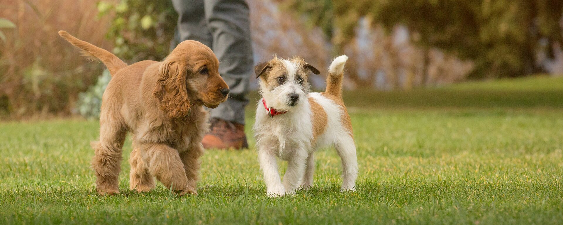 Заводчики собак 🐶 отличие от питомника и советы по выбору щенка