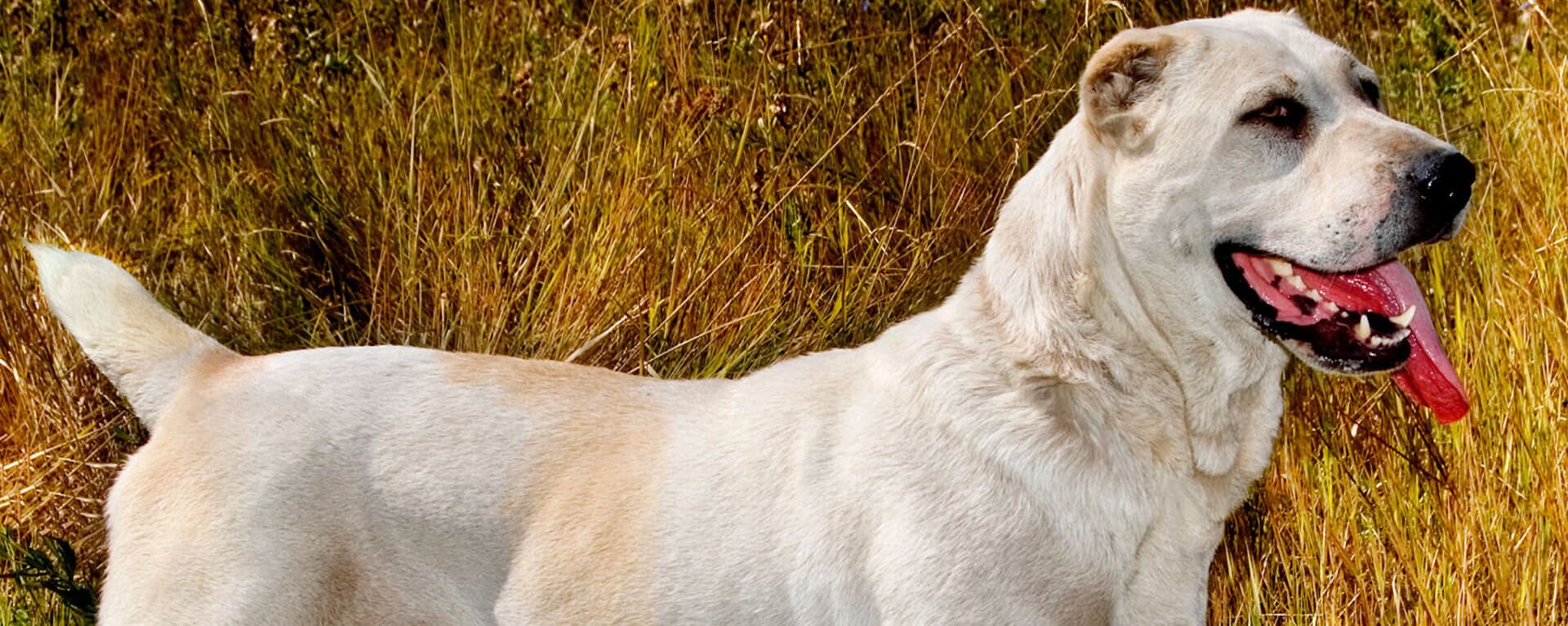 Русский той-терьер: повадки собаки 🐶 и содержание — ProPlan.ru