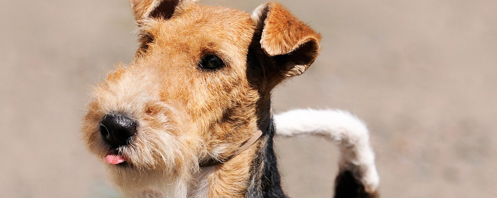 Ротвейлер: описание породы 🐶 и советы по уходу — ProPlan.ru