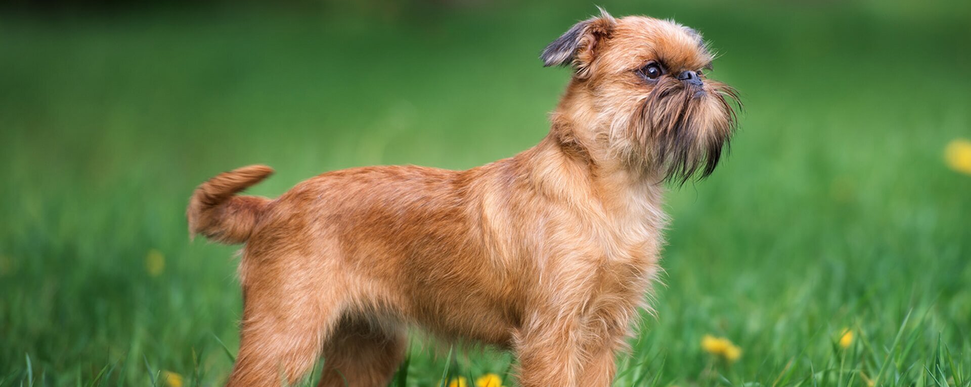 Шарпей: характеристика, описание, фото, плюсы, минусы собак породы 🐕