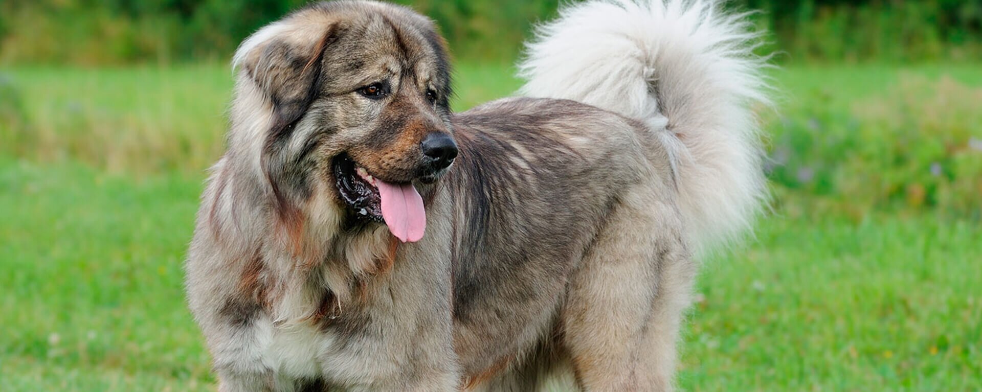 Алабай 🐕 как ухаживать, характеристика породы, размеры, клички, фото