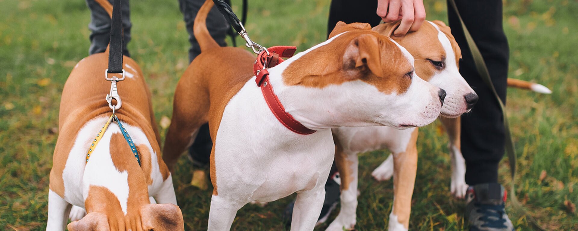 Питомники собак в России: что необходимо знать при выборе щенка 🐶 —  ProPlan.ru