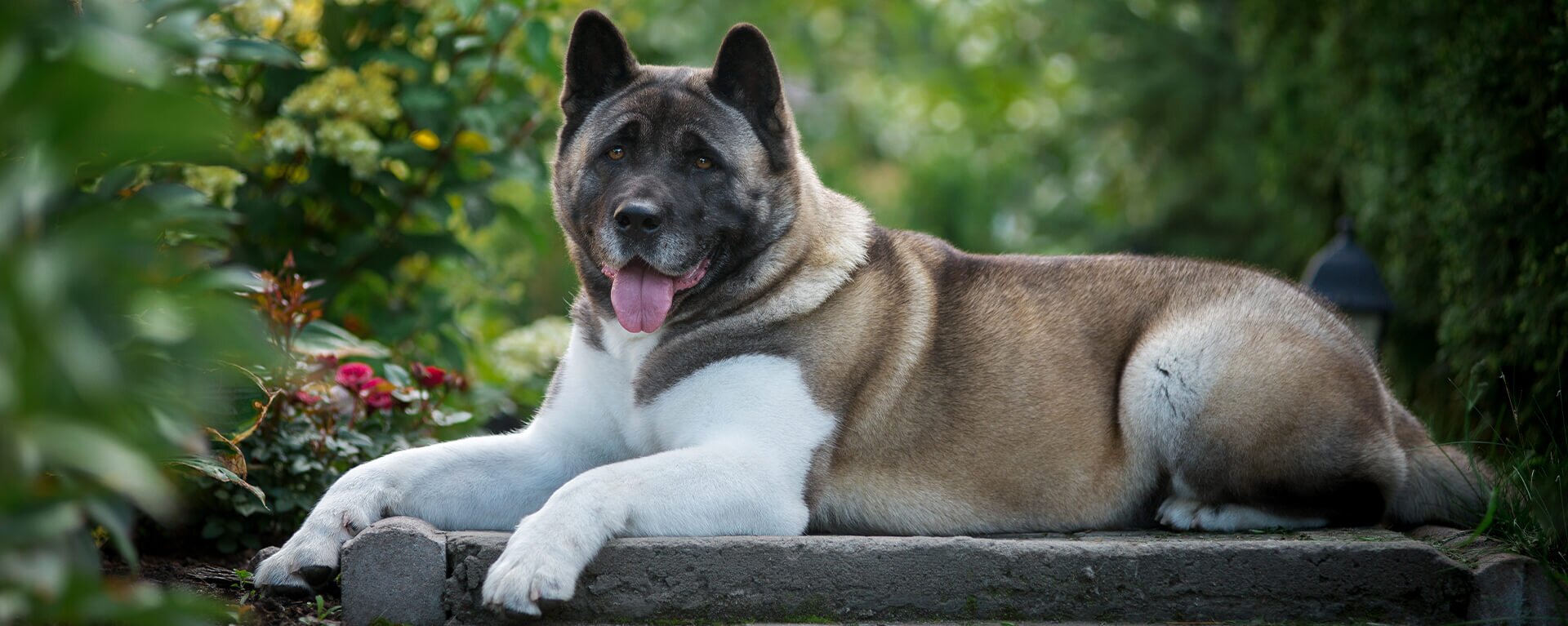 Кане-корсо: как ухаживать, описание породы🐕, характер, размер, фото