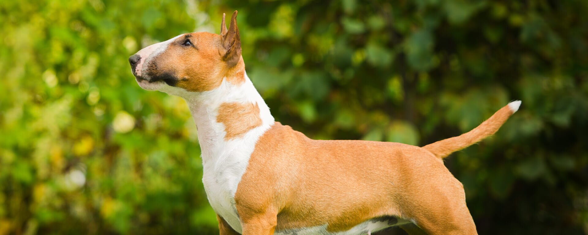 Английский бульдог: описание породы 🐕, характер собак, уход, фото