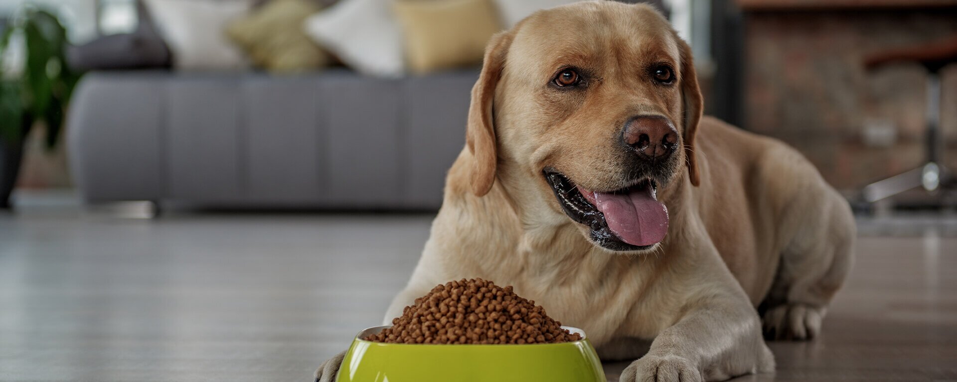 Какие продукты можно давать собаке 🐶: чем нельзя кормить собаку