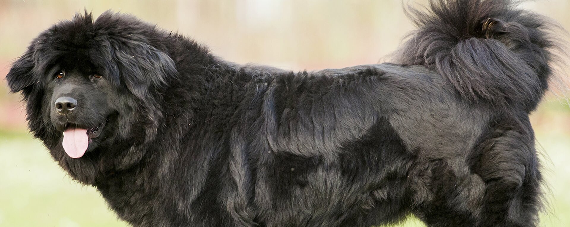 Русский той-терьер: повадки собаки 🐶 и содержание — ProPlan.ru