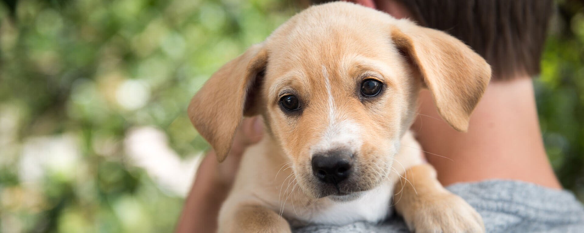 Первая помощь собаке 🐕 — как помочь щенку при травме и отравлении