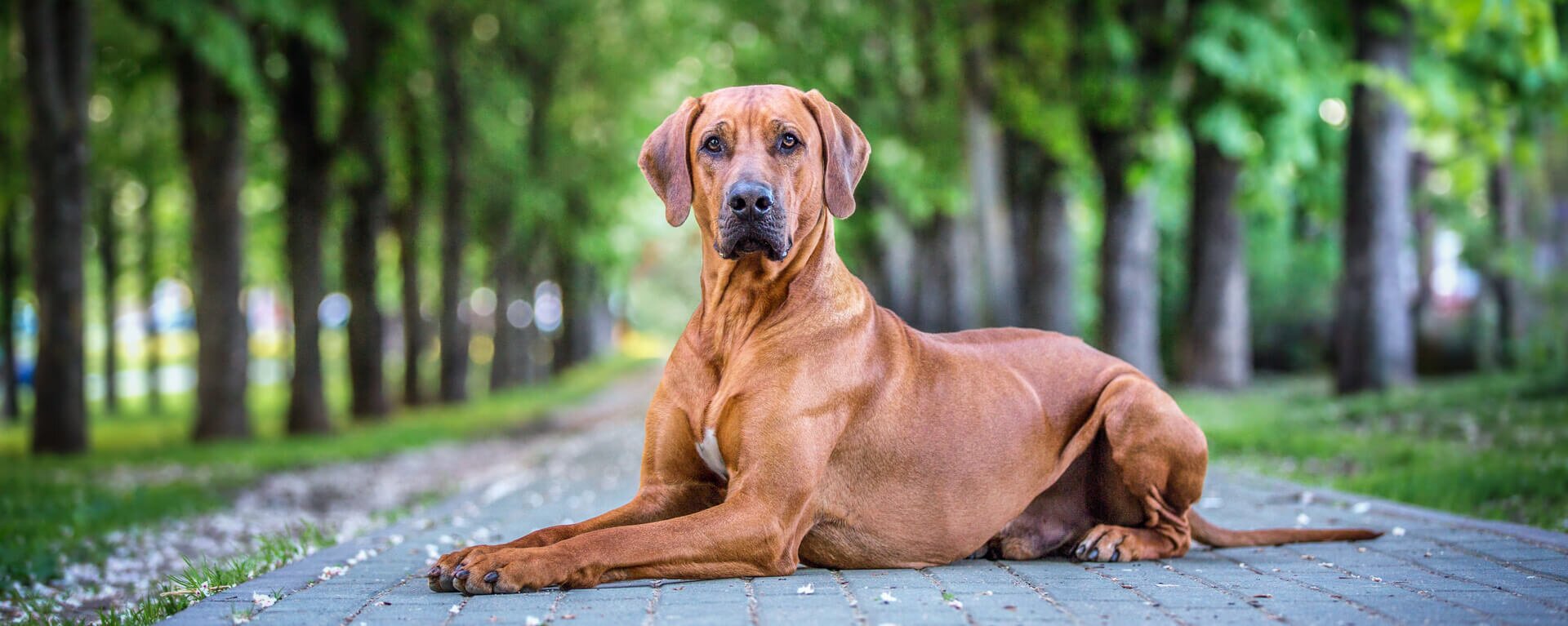 Собака дрожит 🐕 причины дрожи и тремора у собак, как помочь питомцу