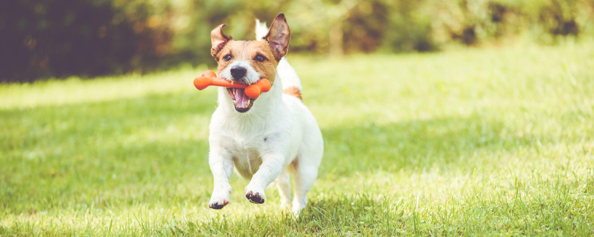 Как играть с собакой и чем занять щенка дома или на улице — ProPlan.ru