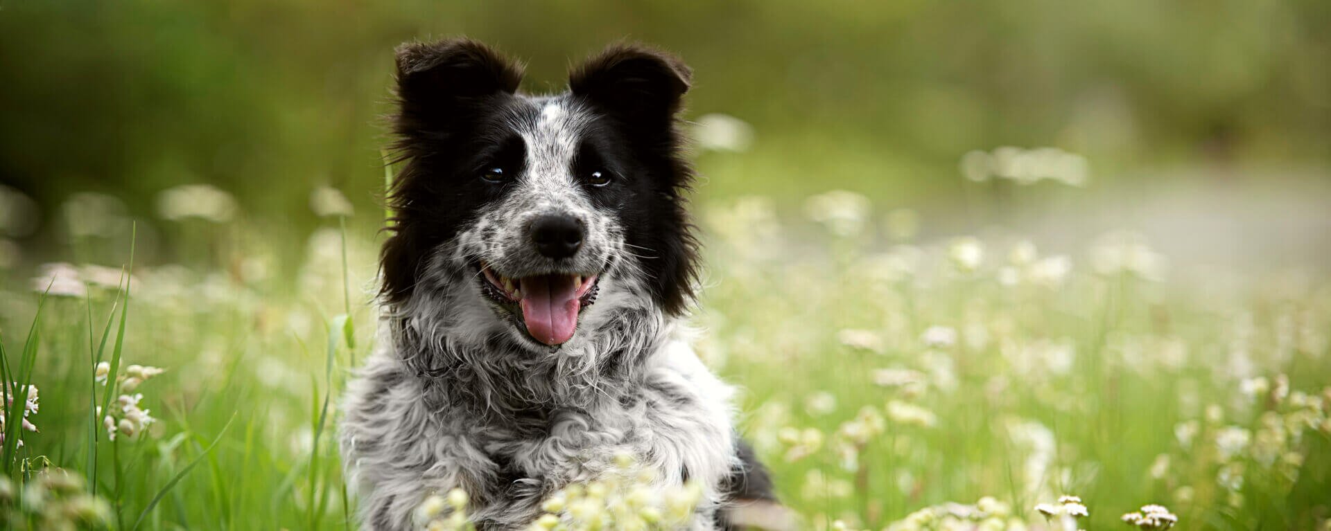 Лишай у собак 🐶 – виды, симптомы и признаки заражения питомца