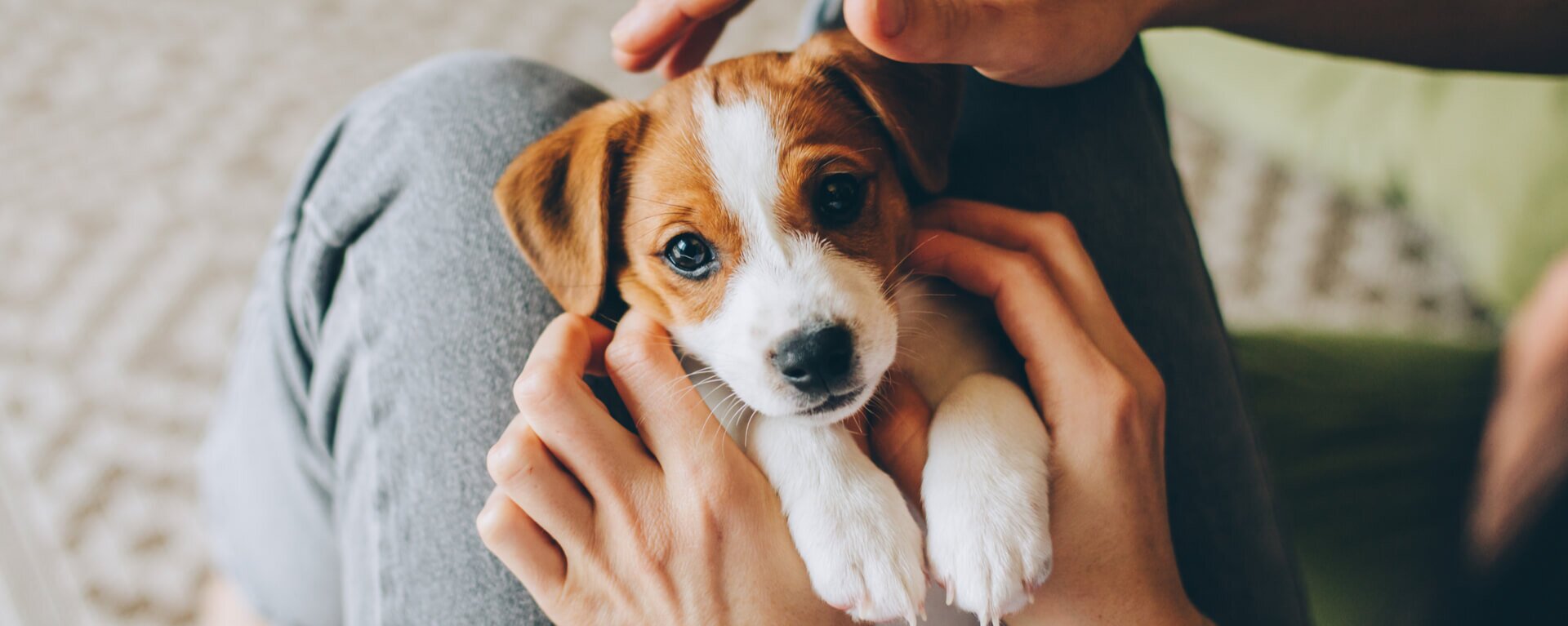 Заводчики собак 🐶 отличие от питомника и советы по выбору щенка