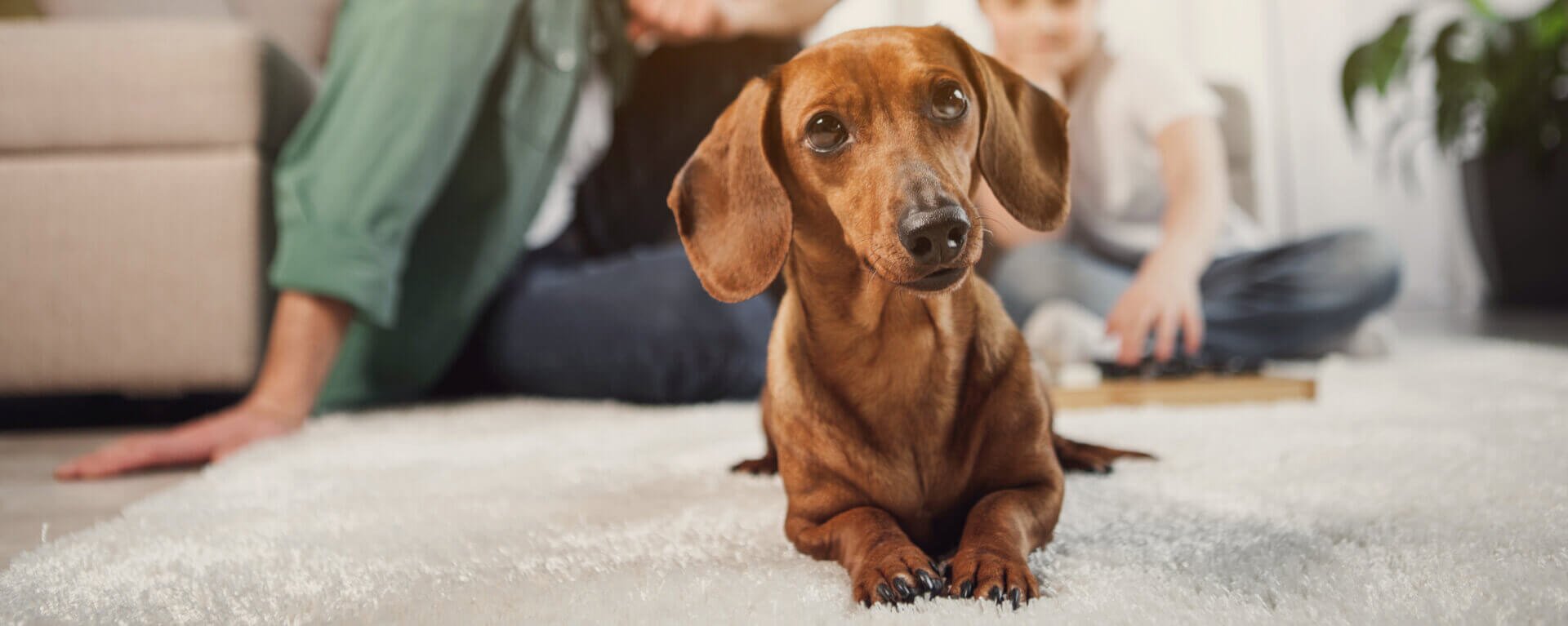 Парагрипп у собак: симптомы, лечение и последствия | Royal Canin UA