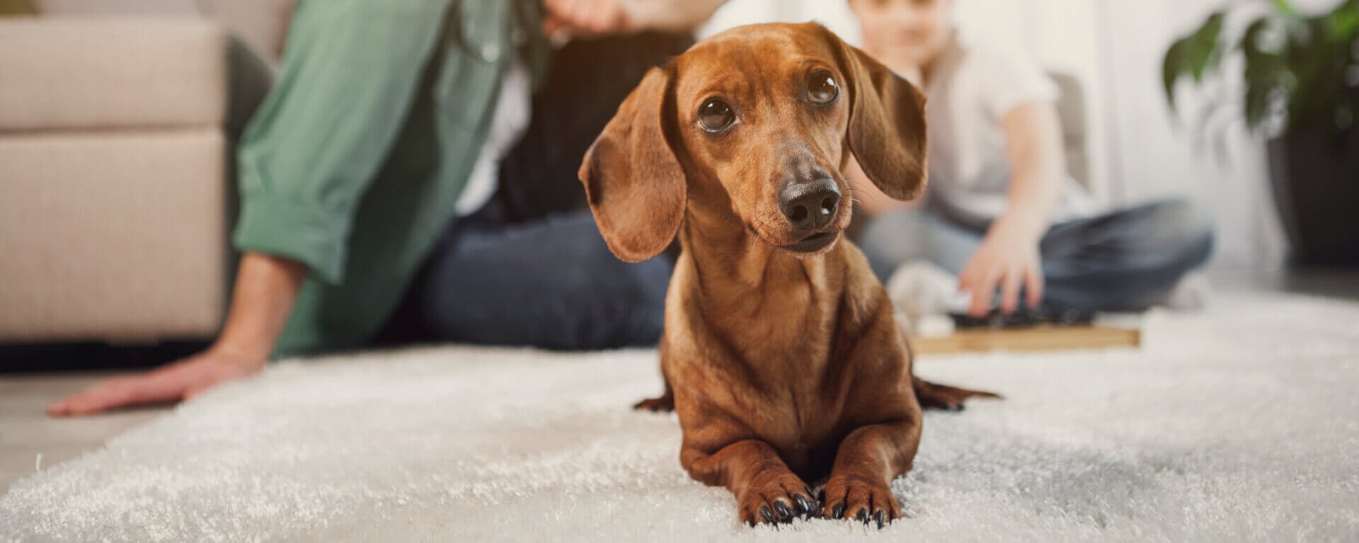 Почему собака часто дышит 🐶 — причины и симптомы учащенного дыхания