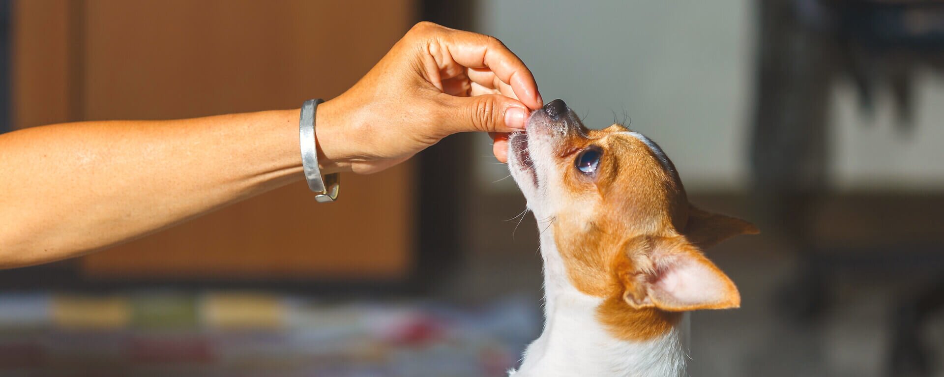 Какие продукты можно давать собаке 🐶: чем нельзя кормить собаку