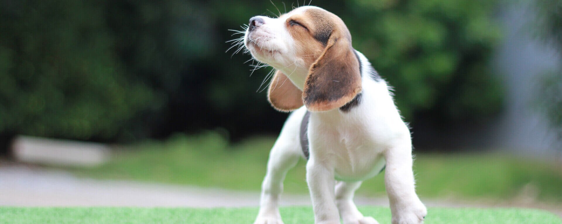 Заводчики собак 🐶 отличие от питомника и советы по выбору щенка