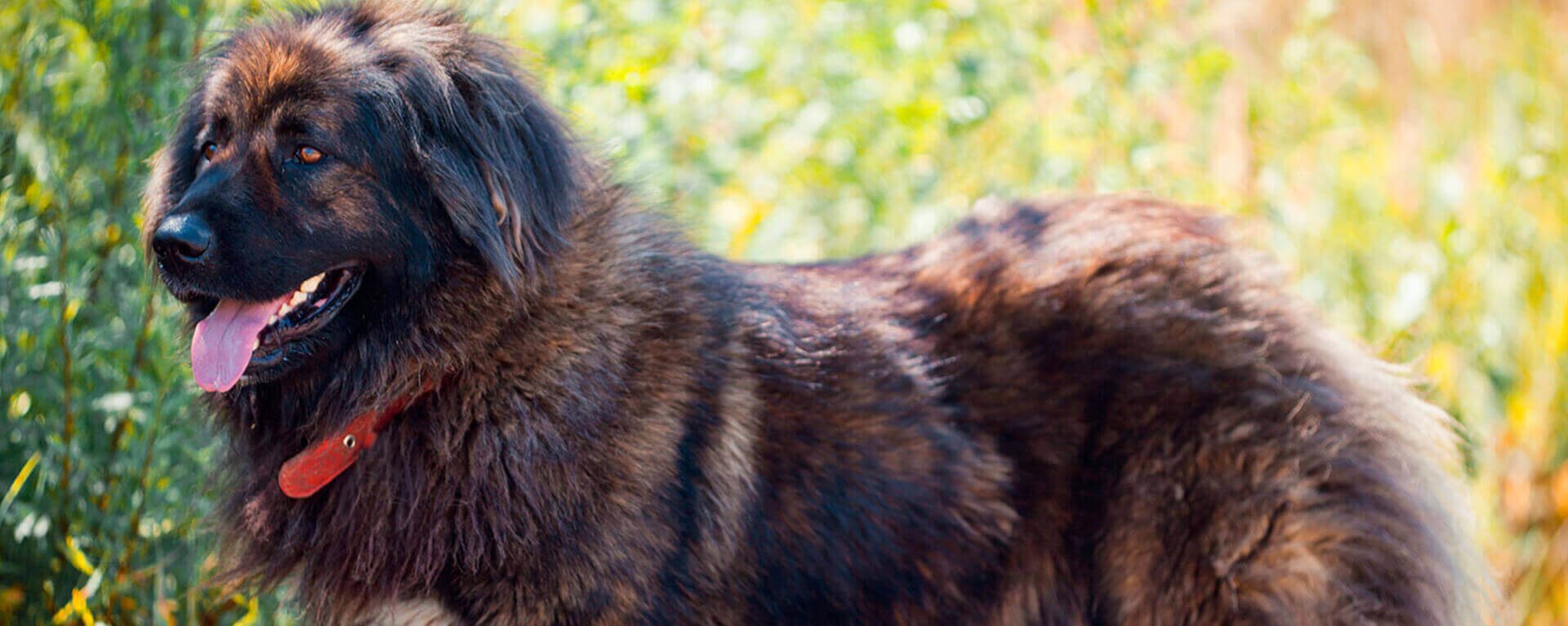 Стаффордширский терьер: все о породе 🐕, размер, окрас, щенки, фото