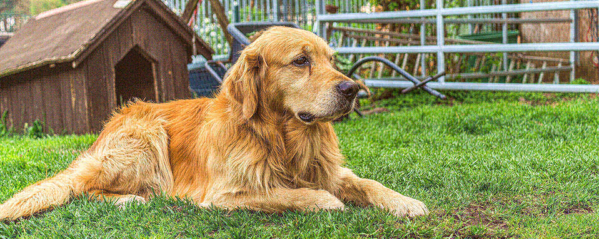 Заводчики собак 🐶 отличие от питомника и советы по выбору щенка