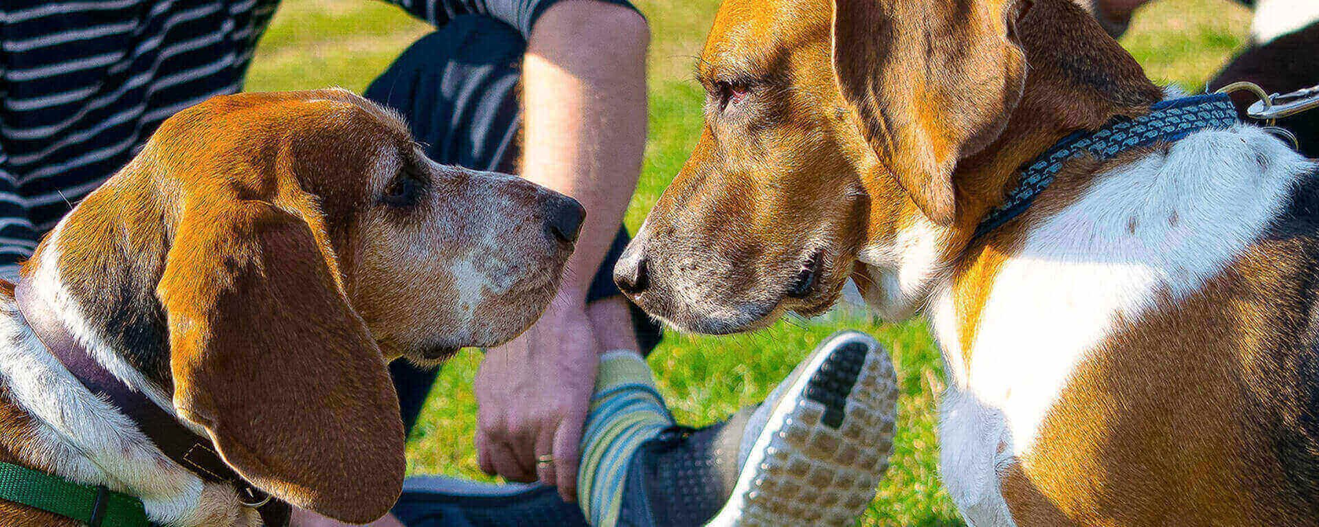 Течка у собак 🐕 – сколько длится, признаки и симптомы, помощь питомцу