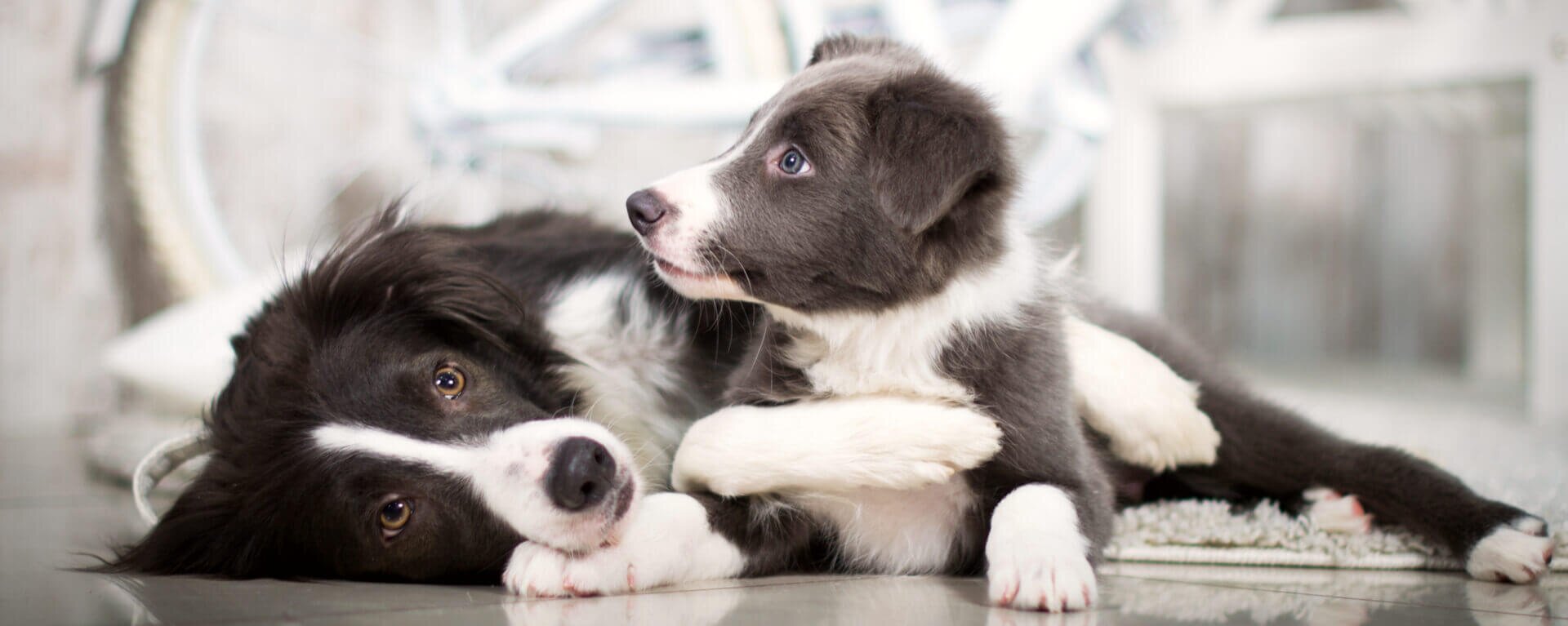 Заводчики собак 🐶 отличие от питомника и советы по выбору щенка