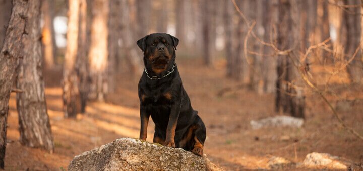 Ротвейлер: описание породы 🐶 и советы по уходу — ProPlan.ru