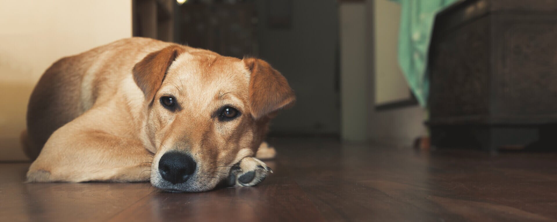 Собака дрожит 🐕 причины дрожи и тремора у собак, как помочь питомцу