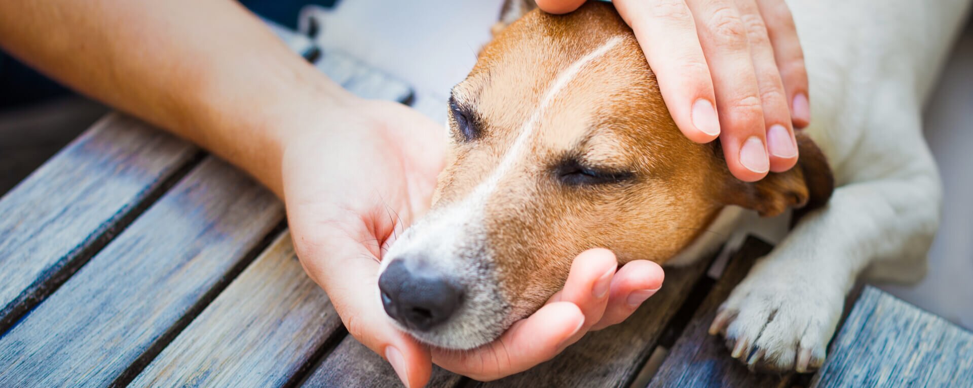 Собака чешется — что делать при сильном зуде у собаки — ProPlan.ru