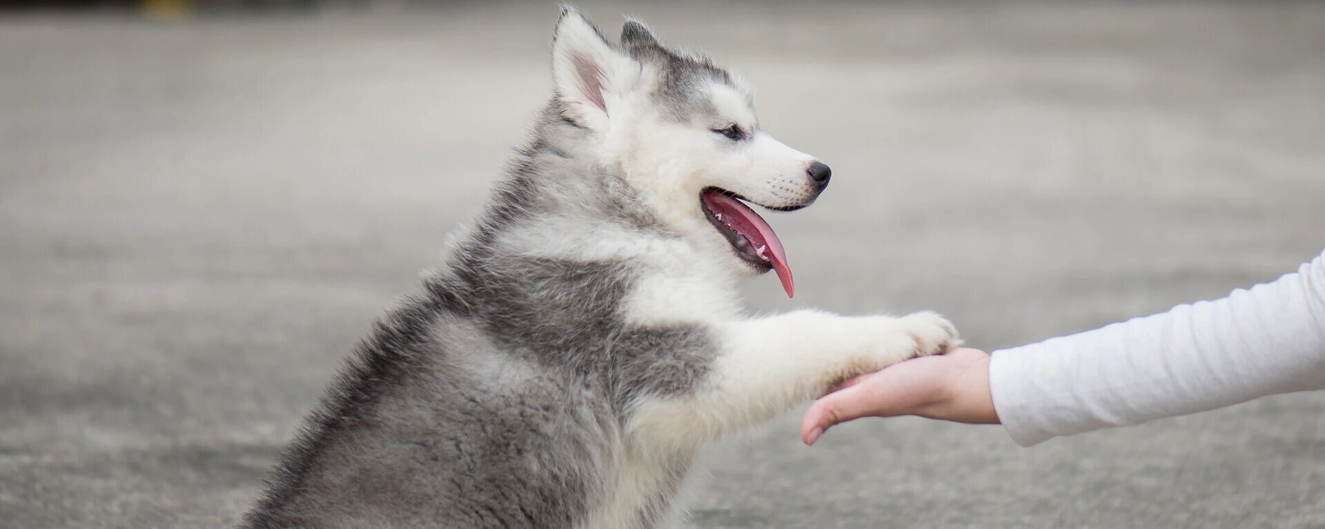 Собака кусается - что делать если щенок кусает руки — ProPlan.ru