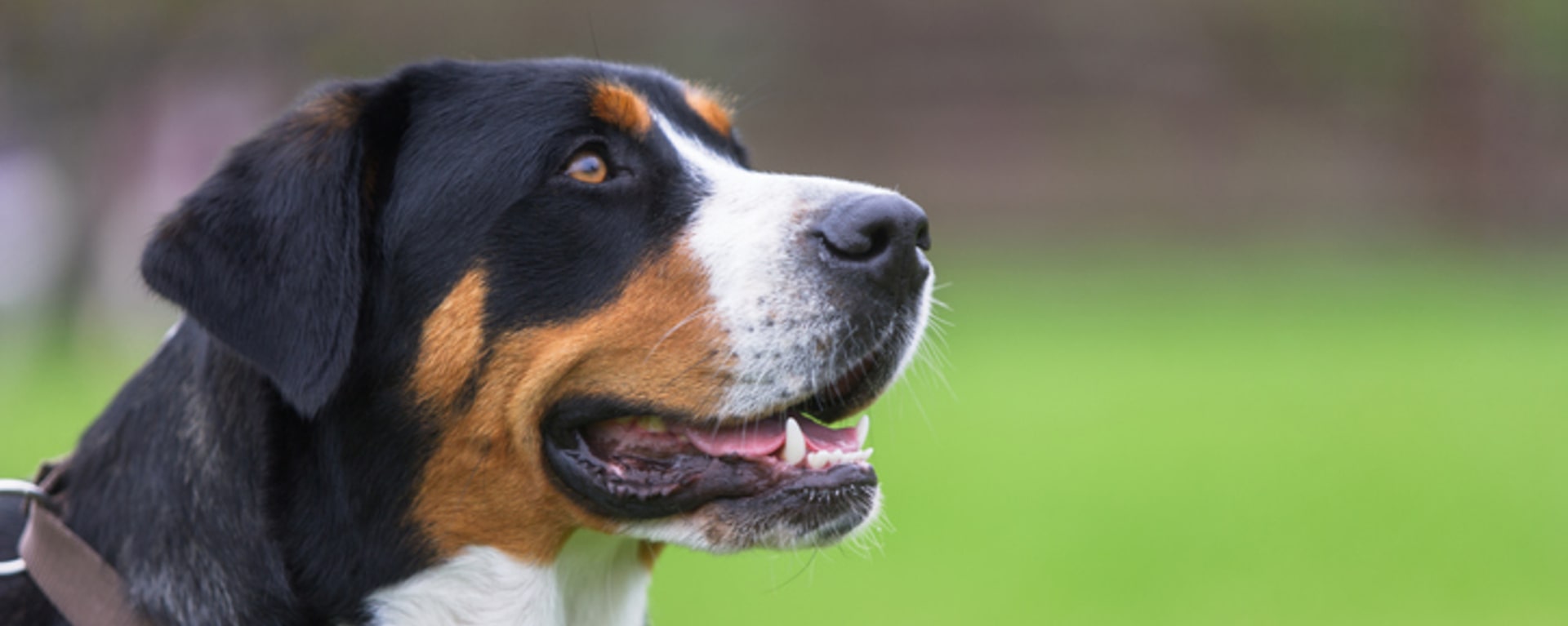 Течка у собак 🐕 – сколько длится, признаки и симптомы, помощь питомцу