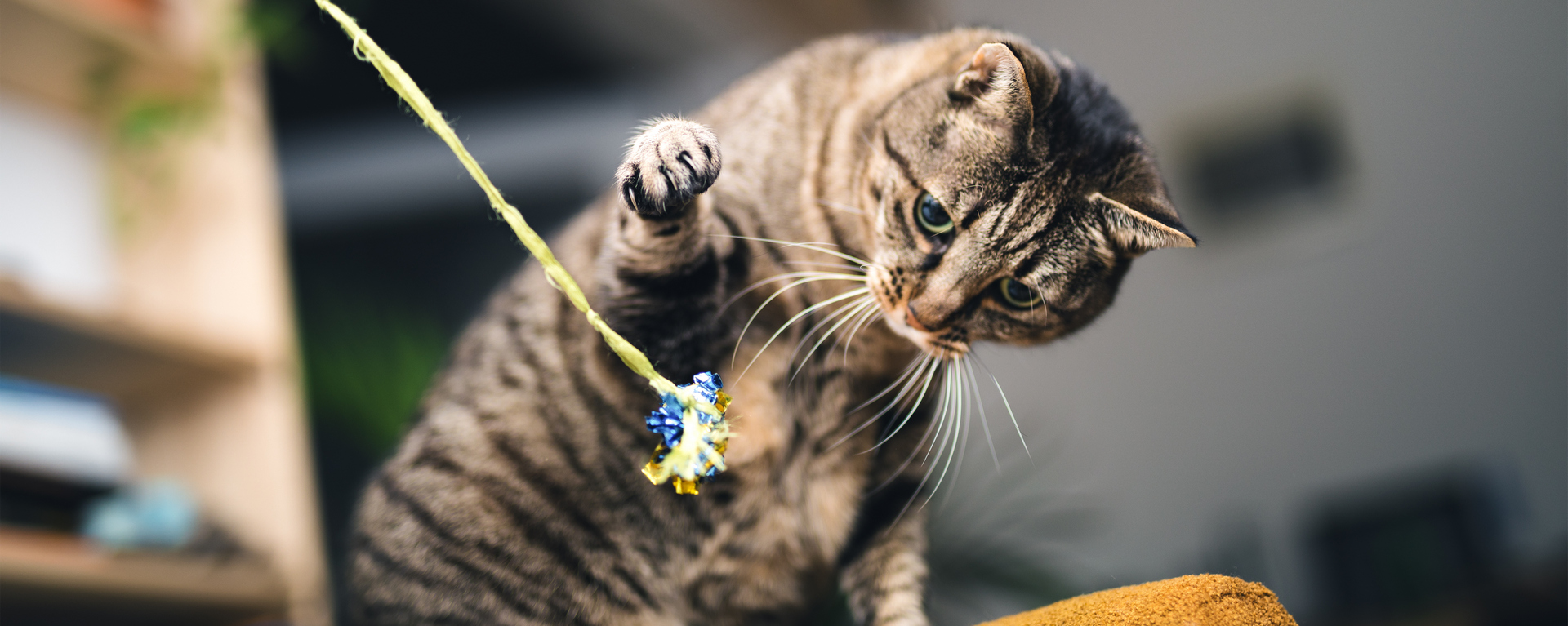 Понос у кошки - симптомы диареи, причины, помощь 🐈 и лечение