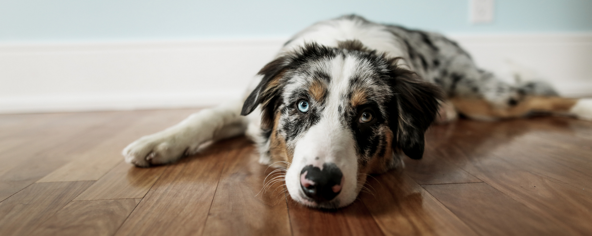 Почему собака часто дышит 🐶 — причины и симптомы учащенного дыхания