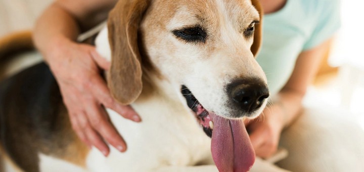 Остеоартрит у собак: симптомы и лечение