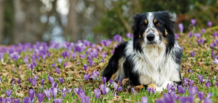 Лечение и профилактика сердечной недостаточности у собак