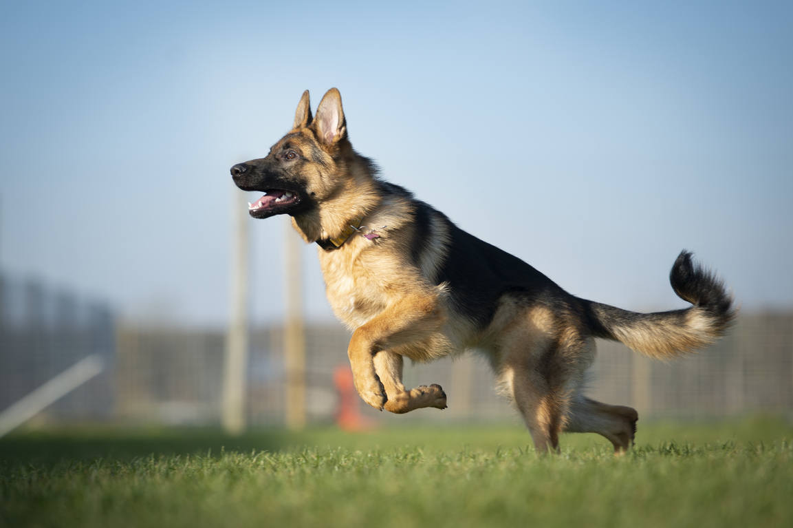 Охрана хозяина – дрессировка собак на защиту