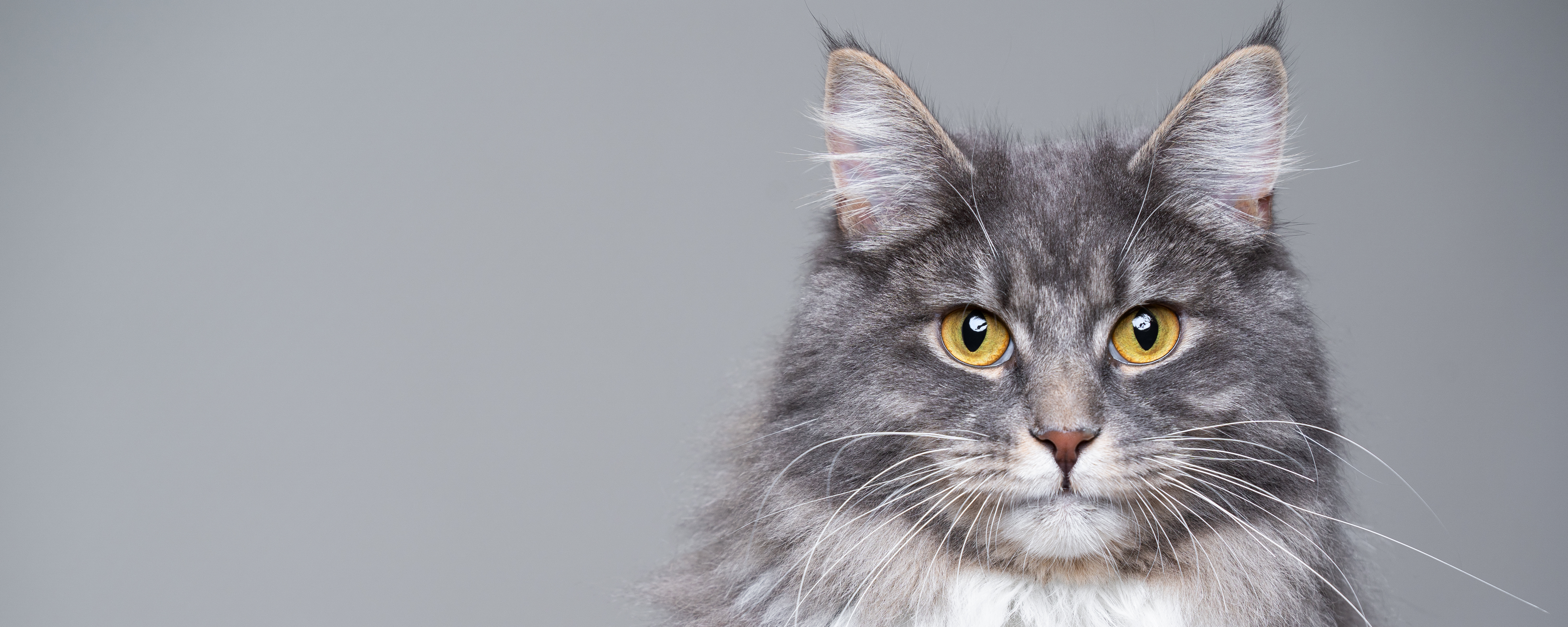 Проблема перхоти у кошек: причины и способы борьбы