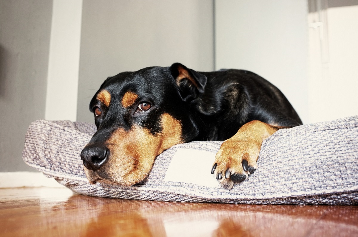 Почему собака часто дышит 🐶 — причины и симптомы учащенного дыхания