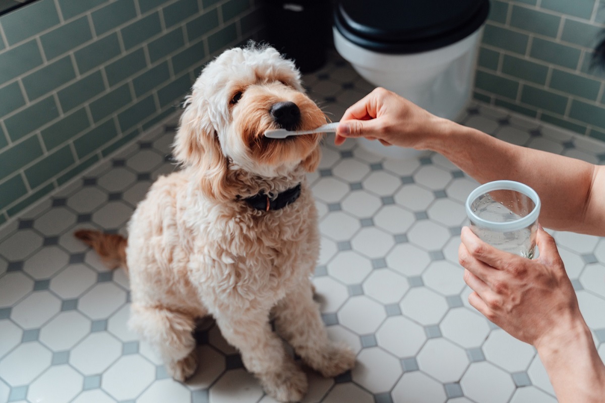 Почему собака часто дышит 🐶 — причины и симптомы учащенного дыхания