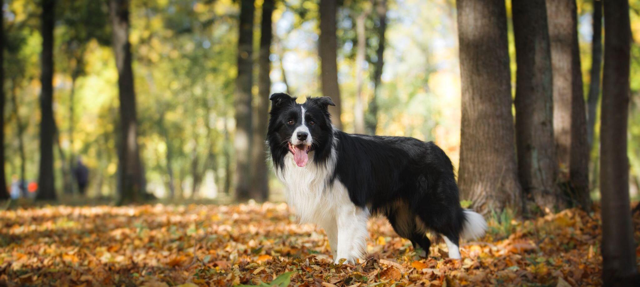 Ротвейлер: описание породы 🐶 и советы по уходу — ProPlan.ru