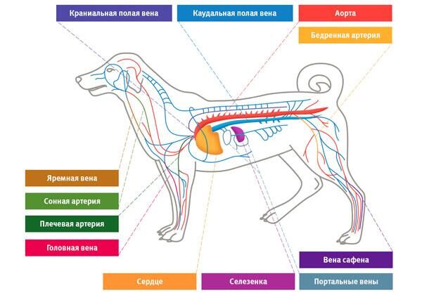 Руководство по 