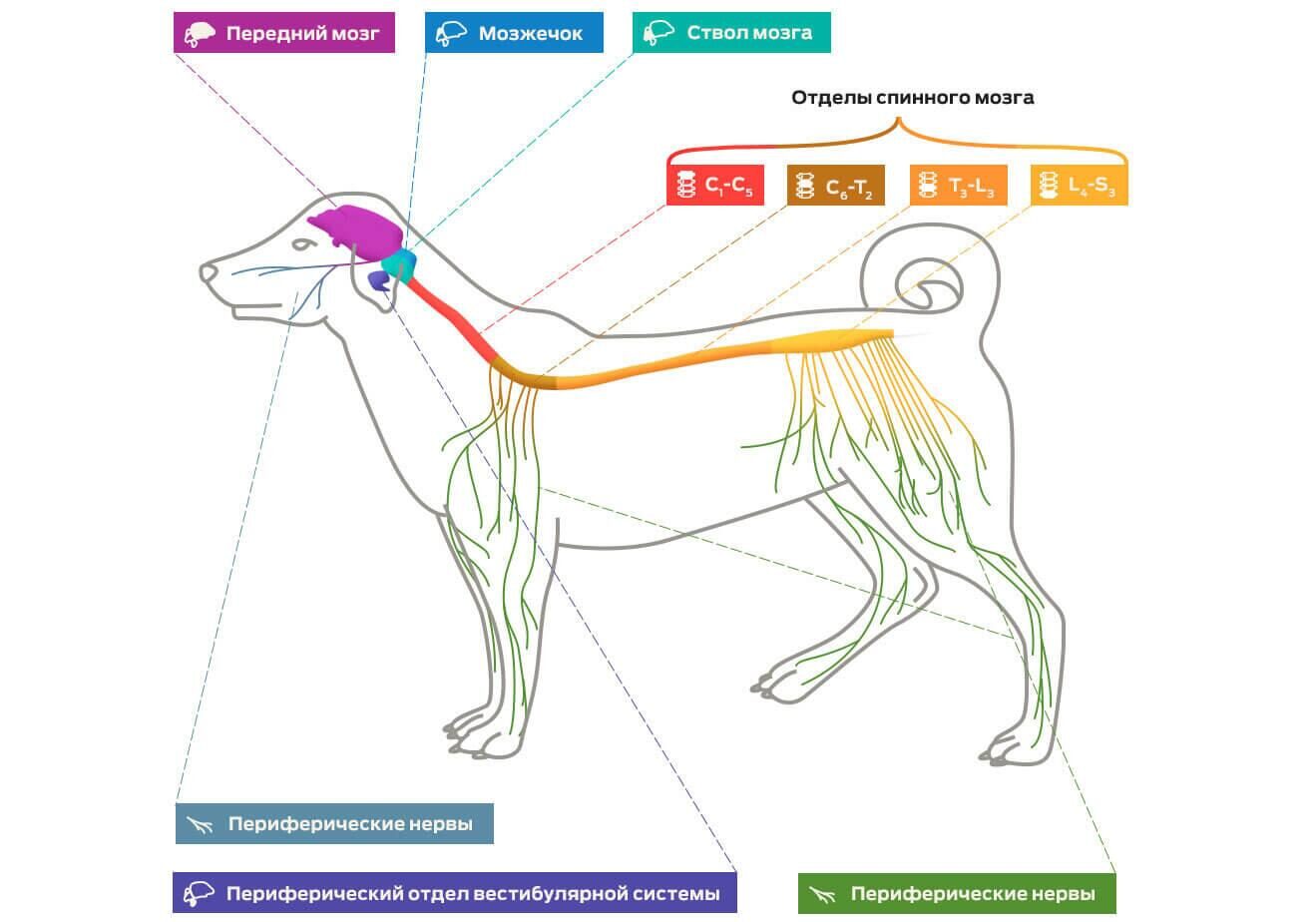 Нервная система собаки схема