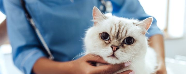 Чем отличается кастрация от стерилизации кошек?