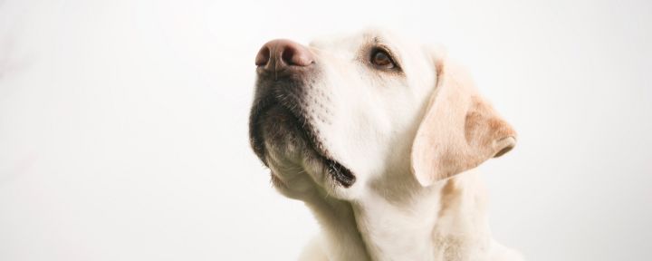 Собака часто дышит: причины и первая помощь