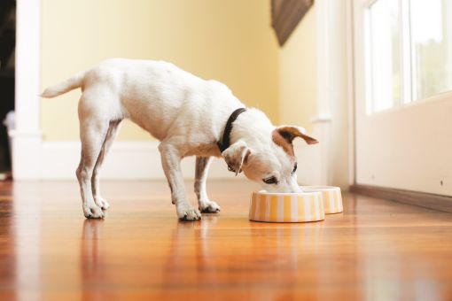 Чем кормить собаку при отравлении