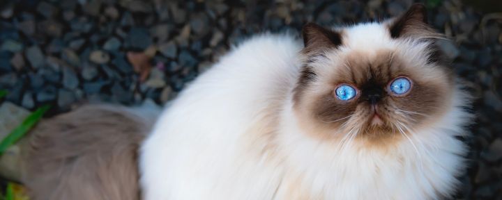 Гималайская кошка