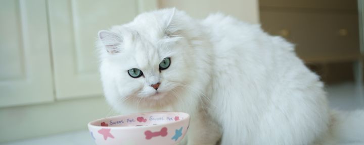 кошка рядом с миской